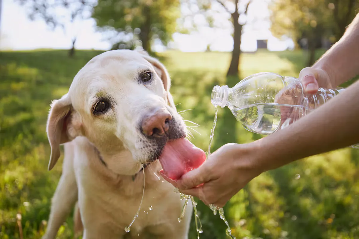 Golpes de calor en perros pueden causar daños graves y requieren atención inmediata