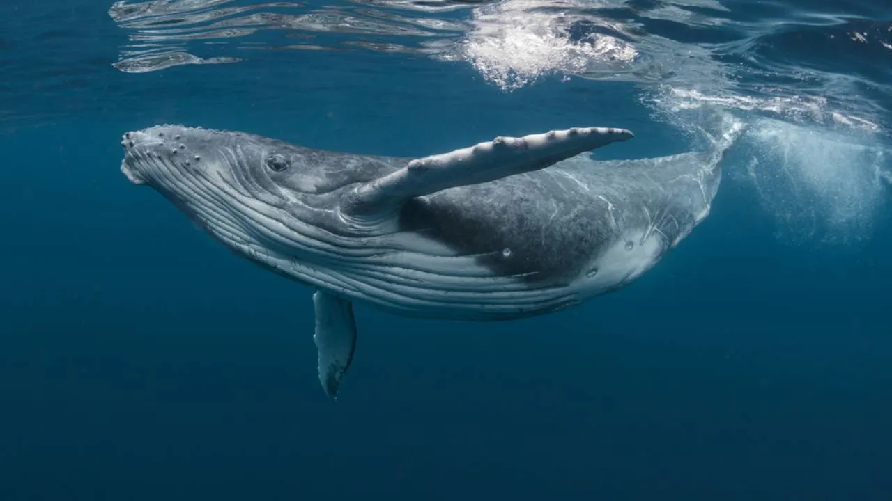 23 de julio, Día Mundial de las Ballenas
