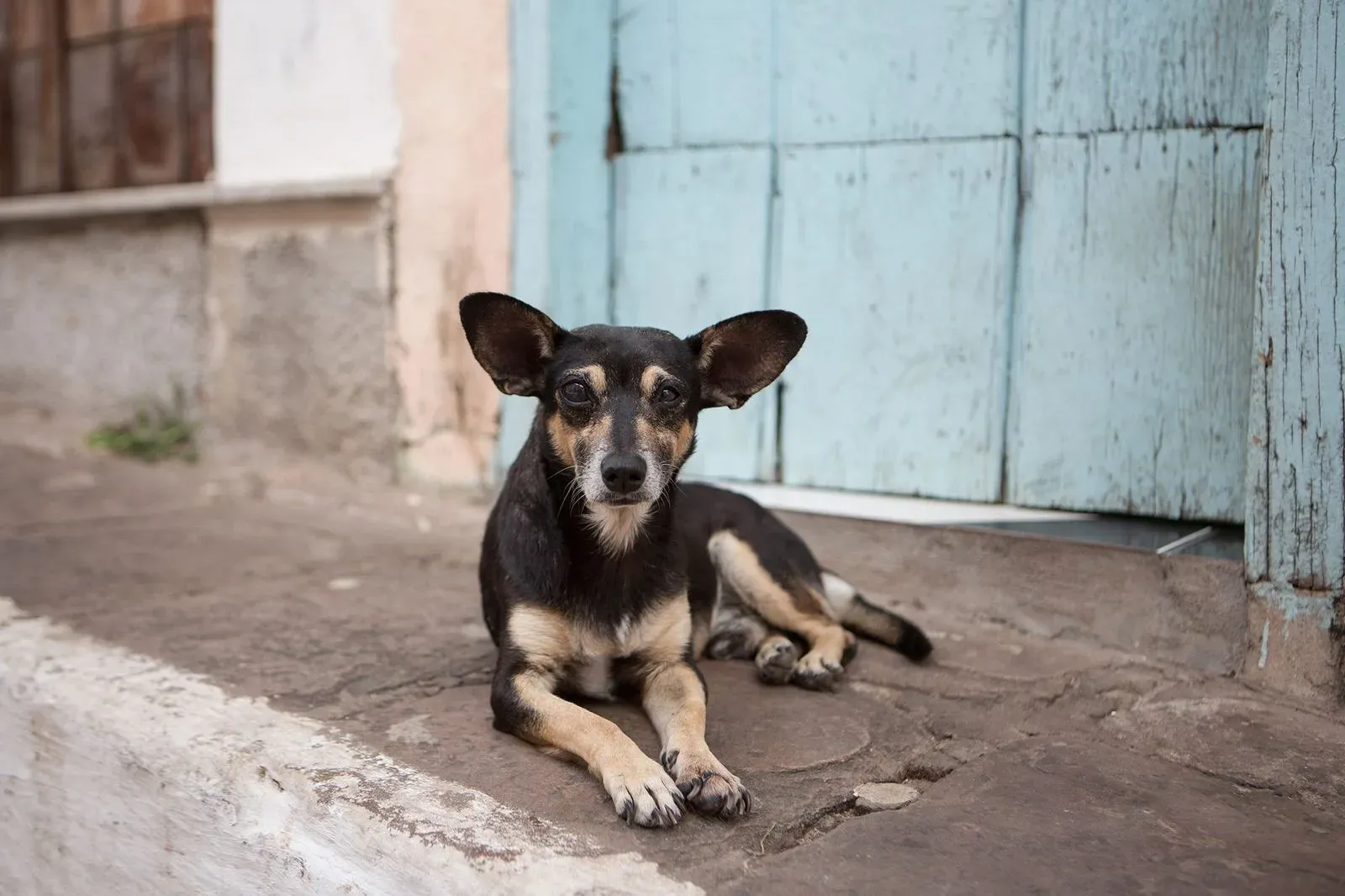 Día Internacional del Perro Callejero, una fecha para reconocer a quienes aún esperan un hogar