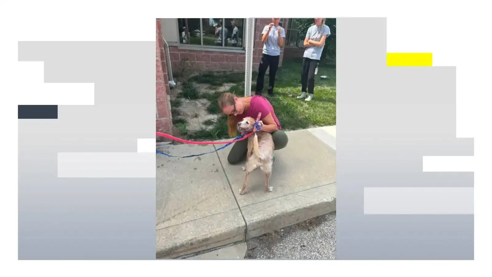 Perro regresa con su familia cinco años después de desaparecer
