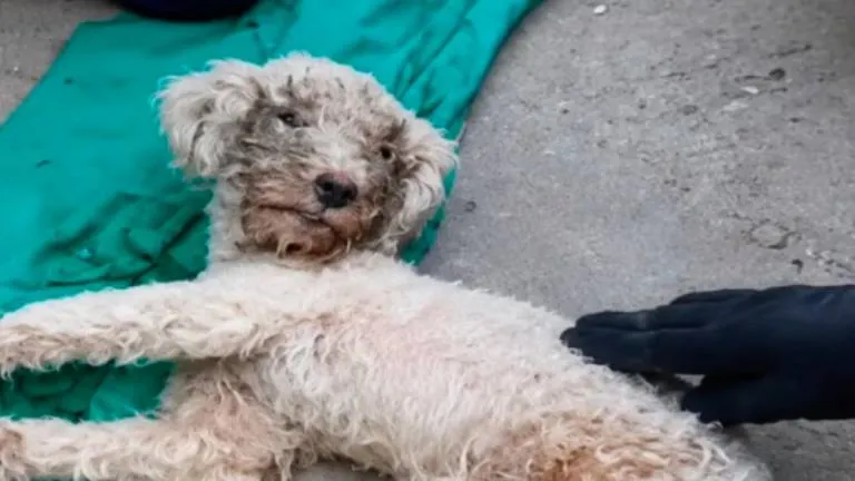 Bailey sobrevive 29 días bajo los escombros junto al cuerpo de su tutora en Venezuela