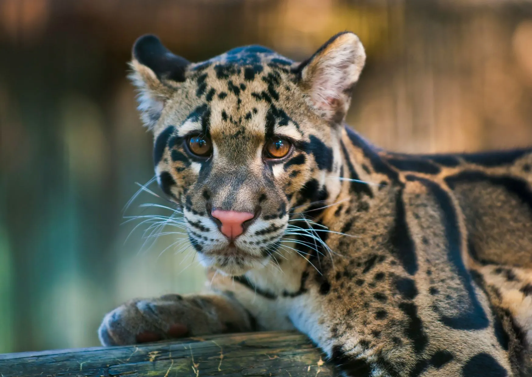 El leopardo nublado celebra su día bajo la amenaza de la deforestación