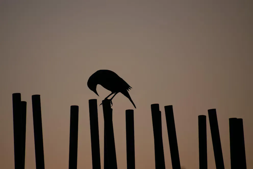 Más de 200 voluntarios estudiarán la reacción animal ante tres eclipses en España