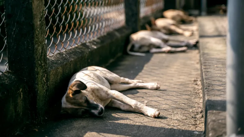 Animales callejeros enfrentan el verano sin agua ni refugio en RD