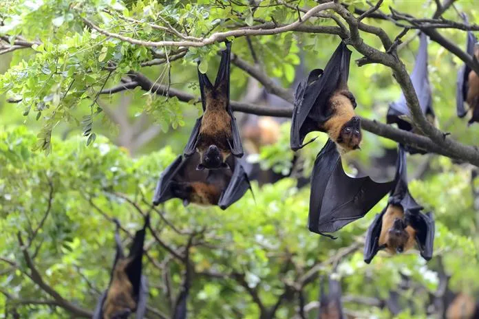 Más de 200 enfermedades pueden pasar de los animales a las personas