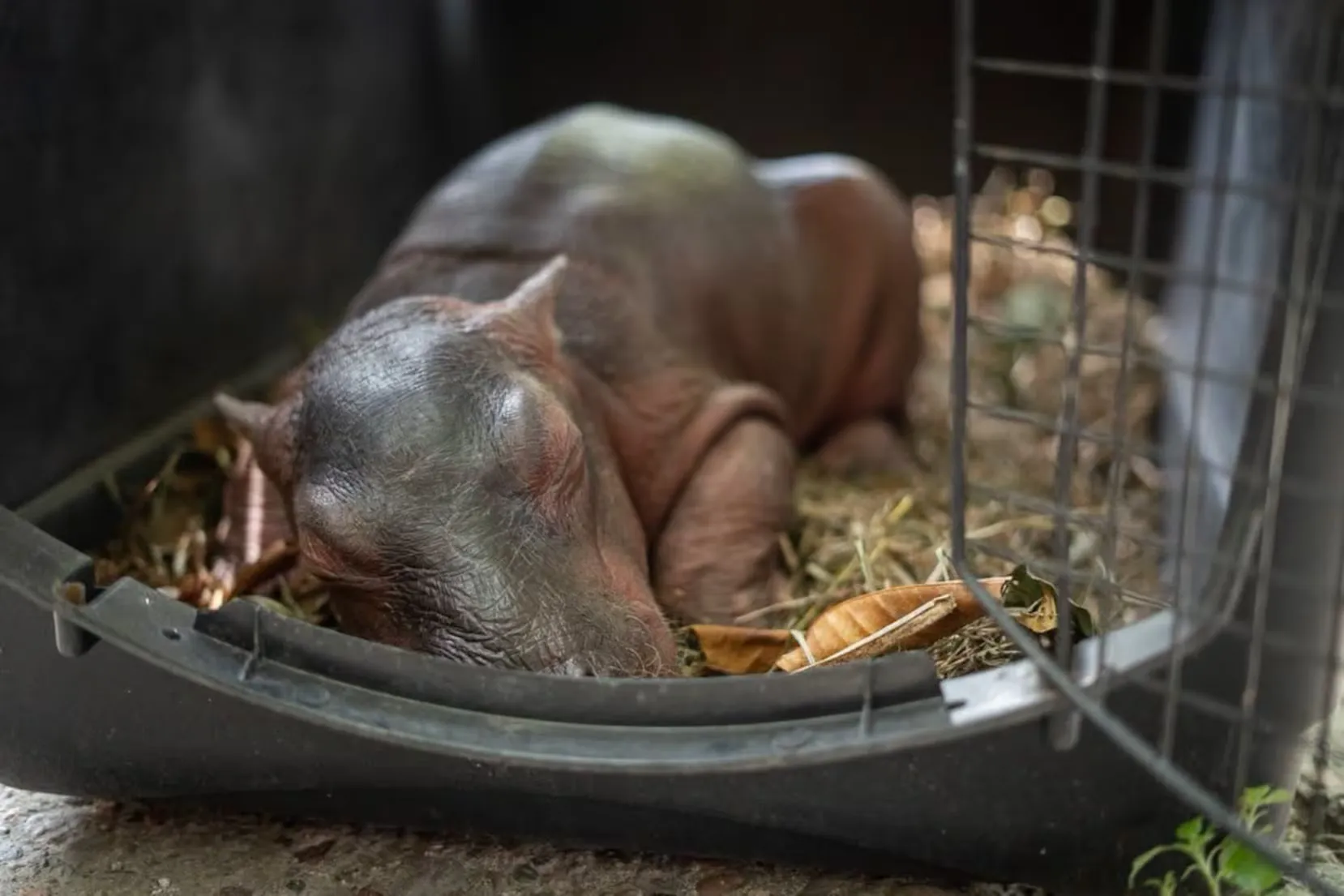 Rescatan en Colombia a hipopótamo bebé descendiente de los animales de Pablo Escobar