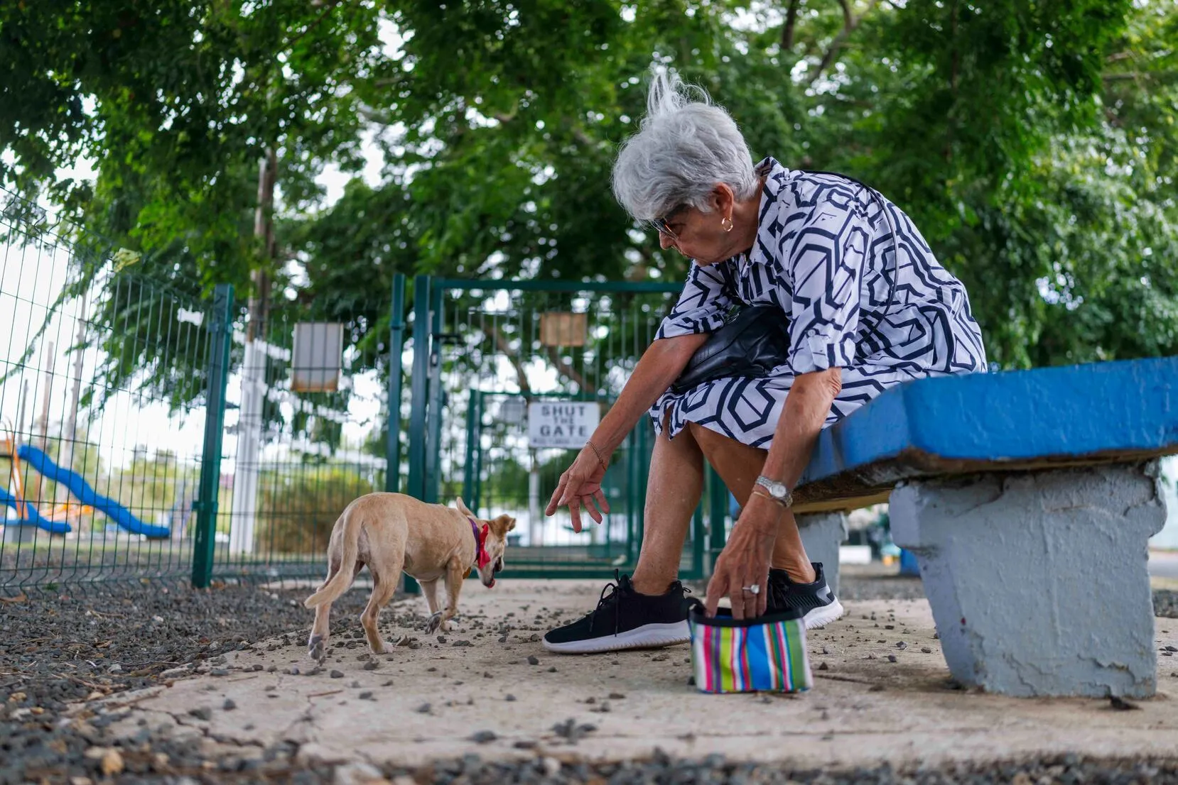 Comunidades de San Juan denuncian envenenamiento recurrente de perros, gatos y gallinas