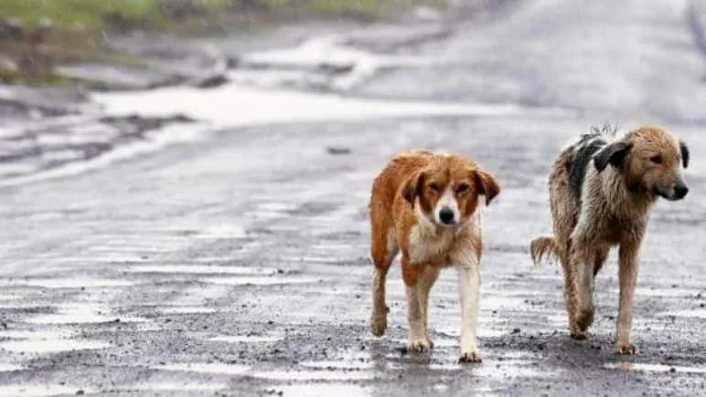 Imputan a hombre que habría matado a un perro de un disparo en Argentina