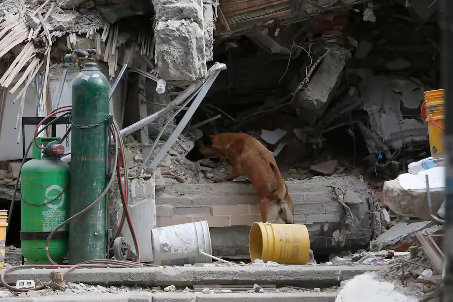 Terremoto en Colombia destruye refugios y deja cientos de animales en riesgo