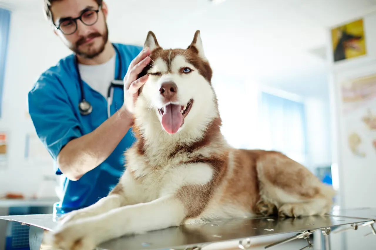 Husky contrae rabia tras ser mordido por un zorrillo en Texas