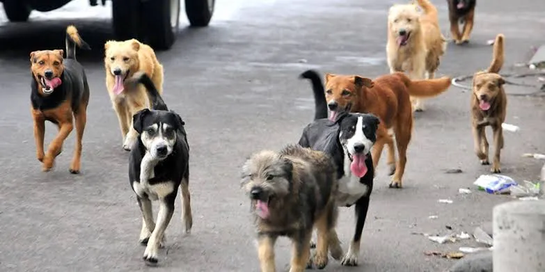 Miles de animales en las calles: ¿está República Dominicana esterilizando lo suficiente?