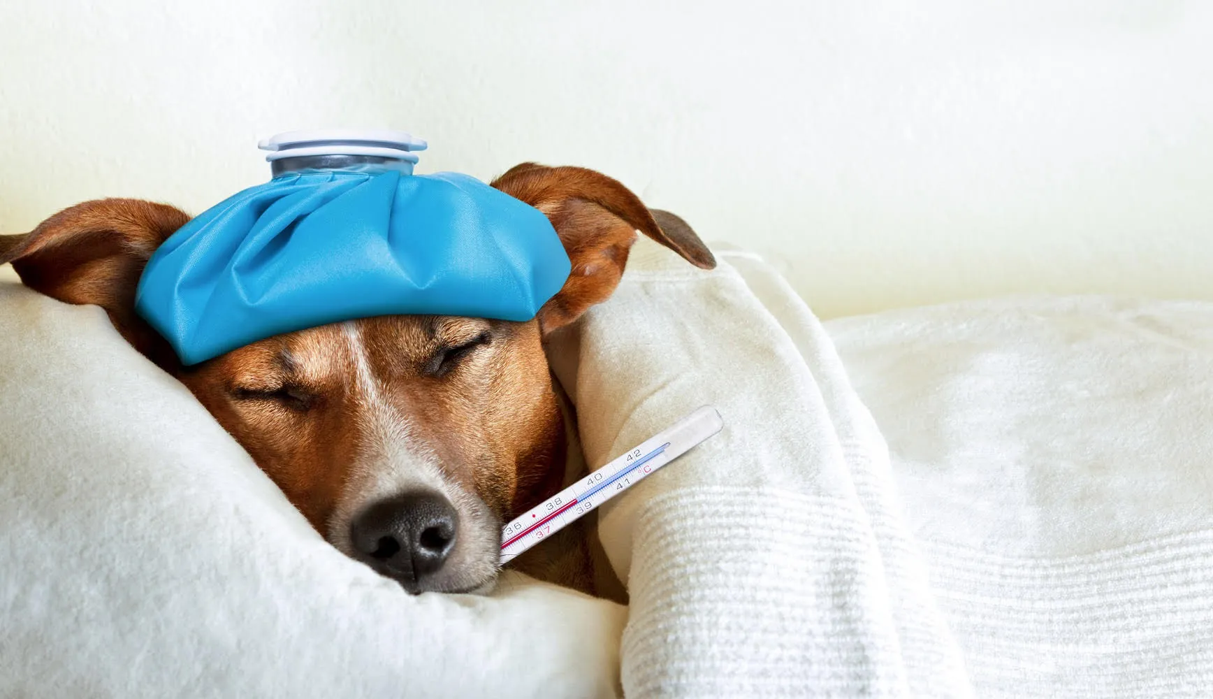 ¿Qué hacer si tu perro se enferma en la madrugada?